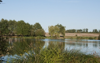 étang à poissons blancs