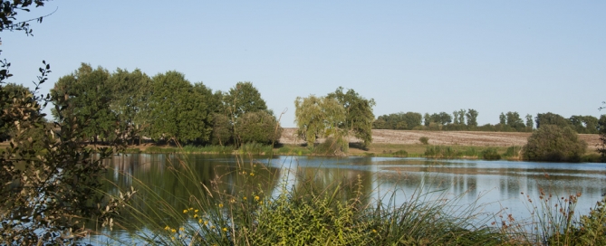 étang à poissons blancs